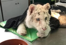 Photo of Εγκατέλειψαν λευκό ανάπηρο τιγράκι 4 μηνών στα σκουπίδια του Αττικού Ζωολογικού Πάρκου