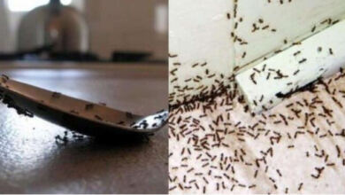 Photo of Μυρμήγκια σε πάγκους, μπαλκονόπορτες και αυλές: Τα 5 κόλπα των ειδικών για να τα εξαφανίσετε στο πι και φι