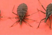 Photo of Ακάρεα του φιλιού: Εάν εντοπίσετε ένα από αυτά τα έντομα μέσα στο σπίτι σας, να πάτε αμέσως σε γιατρό!
