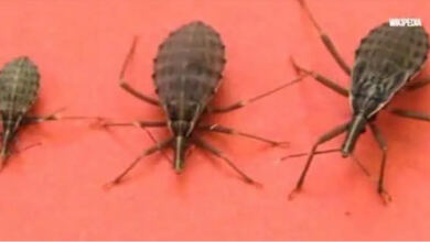 Photo of Ακάρεα του φιλιού: Εάν εντοπίσετε ένα από αυτά τα έντομα μέσα στο σπίτι σας, να πάτε αμέσως σε γιατρό!