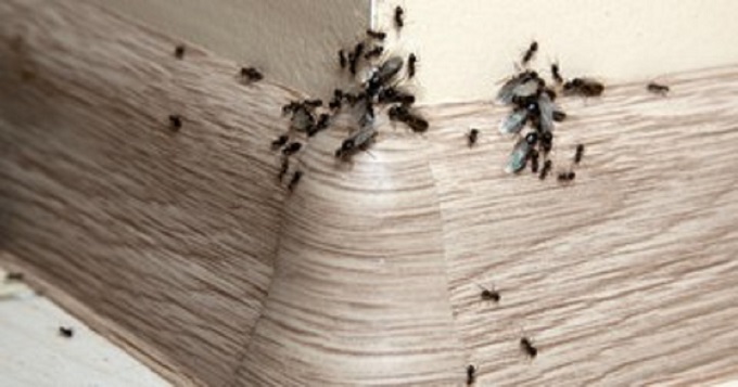 Μυρμήγκια στο σπίτι τέλος: Έτσι θα τα διώξετε μια και καλή χωρίς να επιστρέφουν ξανά και ξανά