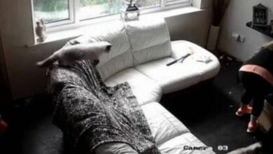 Photo of 39χρονη έβαλε κρυφή κάμερα στο σπίτι – Έπαθε σοκ όταν είδαν τι έκανε η babysitter