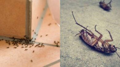 Photo of Η φυσική μυρωδιά που δεν αντέχουν με τίποτα οι κατσαρίδες και τα μυρμήγκια που οι περισσότεροι αγνοούν