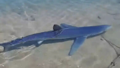 Photo of Γαλάζιος καρχαρίας στην μαρίνα της Γλυφάδας και καρχαριοειδές στον Βόλο: «Δεν είναι κάτι ασυνήθιστο» λέει ερευνήτρια του ινστιτούτου «Αρχιπέλαγος»