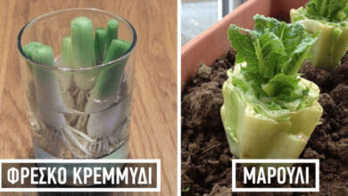Photo of 8 λαχανικά που θα αγοράσετε μόνο μια φορά και θα τα καλλιεργείτε για πάντα