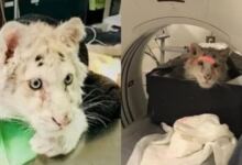 Photo of Δίνουν μάχη οι φροντιστές: Τι επιδείξαν οι εξετάσεις – Αυτά είναι τα νεότερα για το μικρό τιγράκι