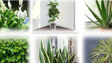 Photo of Αυτά τα φυτά είναι βόμβες οξυγόνου – Πάρτε τουλάχιστον ένα στο σπίτι σας