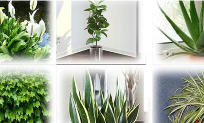 Photo of Αυτά τα φυτά είναι βόμβες οξυγόνου – Πάρτε τουλάχιστον ένα στο σπίτι σας
