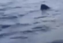 Photo of Γύθειο: Μεγάλος καρχαρίας έκανε κύκλους γύρω από μία βάρκα – Βίντεο ντοκουμέντο