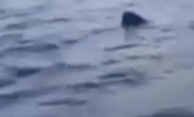 Photo of Γύθειο: Μεγάλος καρχαρίας έκανε κύκλους γύρω από μία βάρκα – Βίντεο ντοκουμέντο