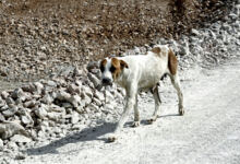 Photo of Έκτακτο – Σοκ το πόρισμα του ιατροδικαστή για την 50χρονη που κατασπάραξαν σκυλιά