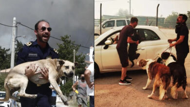Photo of Με τα σκυλιά στην αγκαλιά τους τρέχουν να σωθούν κάτοικοι στο Μενίδι