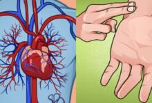 Photo of Παλμοί καρδιάς: Τι συμβαίνει αν η καρδιά ξαφνικά χτυπάει γρήγορα ή δυνατά