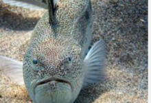 Photo of Τσίμπημα Δράκαινας – Προσοχή η δράκαινα είναι ένα αρκετά επικίνδυνο ψάρι – Συμπτώματα Πρώτες βοήθειες