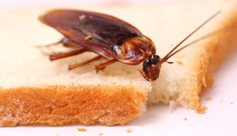 Photo of Η μάχη με τις κατσαρίδες: Μία σκελίδα σκόρδο με 2 ακόμα υλικά και πείτε «αντίο» στα ενοχλητικά έντομα!