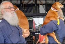 Photo of Λέσβος: Παπάς κουβαλάει στα χέρια μια σκυλίτσα που έχει πρόβλημα με τη μέση της