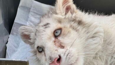 Photo of Δυσάρεστη εξέλιξη για το λευκό τιγράκι στο Αττικό Πάρκο – Τι έδειξαν οι εξετάσεις