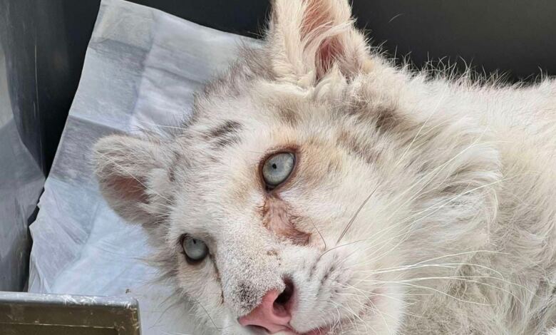 Photo of Δυσάρεστη εξέλιξη για το λευκό τιγράκι στο Αττικό Πάρκο – Τι έδειξαν οι εξετάσεις