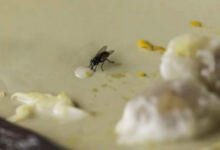 Photo of Οι μύγες, τα κουνούπια και οι κατσαρίδες θα εξαφανιστούν σε 2 ώρες με αυτό το κόλπο