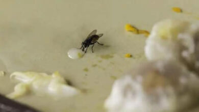 Photo of Οι μύγες, τα κουνούπια και οι κατσαρίδες θα εξαφανιστούν σε 2 ώρες με αυτό το κόλπο