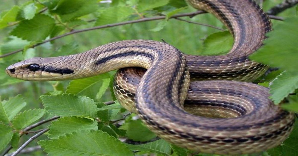 Πρέπει να τα αναγνωρίζεις: Αυτά είναι τα δηλητηριώδη φίδια στην Ελλάδα – Ποιες είναι οι πρώτες βοήθειες αν σε δαγκώσουν