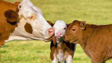 Photo of Μια αγελάδα έκανε κάτι το απίστευτο για να μην της πάρουν το μωρό της!