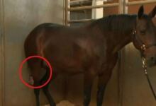 Photo of Το Άλογό του ήταν έτοιμο να Γεννήσει, αλλά μόλις ο Κτηνίατρος κοίταξε ανάμεσα στα Πόδια του; Δεν μπορούσε να το Πιστέψει