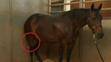 Photo of Το Άλογό του ήταν έτοιμο να Γεννήσει, αλλά μόλις ο Κτηνίατρος κοίταξε ανάμεσα στα Πόδια του; Δεν μπορούσε να το Πιστέψει