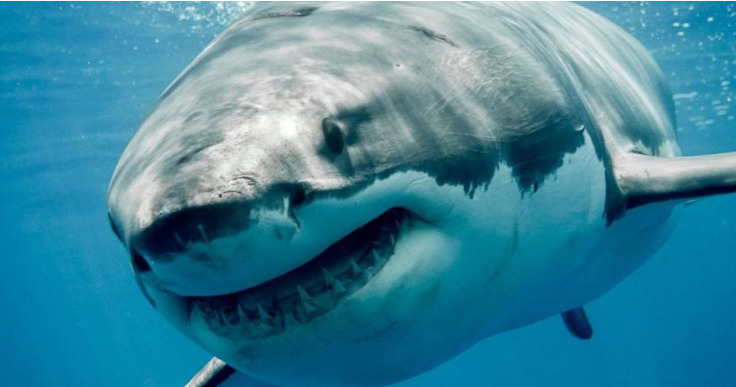 Photo of Φόβος στις ελληνικές θάλασσες: Τεράστιος καρχαρίας δύο μίλια από την ακτή