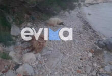 Photo of Εύβοια: Νεκρό ολόκληρο κοπάδι πρόβατα σε παραλία, μετά το θάνατο του βοσκού