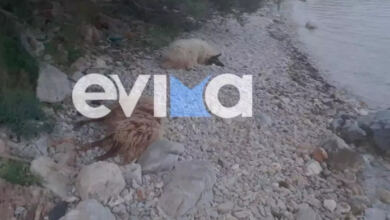 Photo of Εύβοια: Νεκρό ολόκληρο κοπάδι πρόβατα σε παραλία, μετά το θάνατο του βοσκού