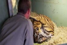 Photo of Τίγρης γεννάει αλλά μόλις ο φροντιστής βλέπει κάτω από τα πόδια της τα χάνει (video)