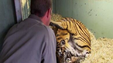 Photo of Τίγρης γεννάει αλλά μόλις ο φροντιστής βλέπει κάτω από τα πόδια της τα χάνει (video)