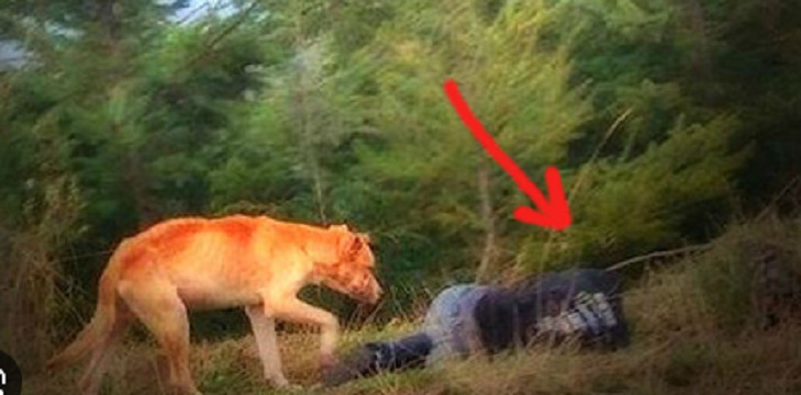Προσποιήθηκε ότι κάτι έπαθε και ξάπλωσε κάτω. Δείτε τι έκανε τότε ένας αδέσποτος σκύλος!