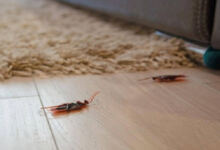 Photo of Κατσαρίδες στο σπίτι: 7 απλοί και φυσικοί τρόποι για να εξαφανιστούν