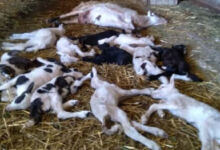 Photo of Εικόνες-σοκ στη Χώρα: Εκατοντάδες ζώα νεκρά μέσα στις μάντρες