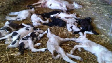 Photo of Εικόνες-σοκ στη Χώρα: Εκατοντάδες ζώα νεκρά μέσα στις μάντρες