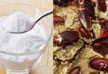 Photo of Μαγειρική σόδα: Πείτε αντίο στις κατσαρίδες μια και καλή με αυτή την αποτελεσματική μέθοδο