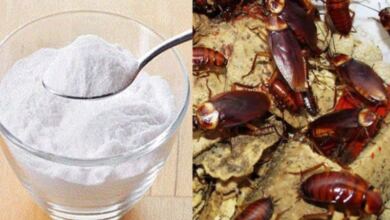 Photo of Μαγειρική σόδα: Πείτε αντίο στις κατσαρίδες μια και καλή με αυτή την αποτελεσματική μέθοδο
