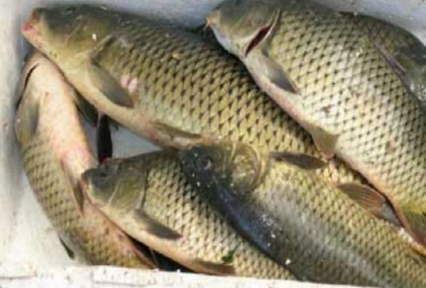 Photo of Θρίλερ στην Λάρισα: Έπιασαν αυτά τα ψάρια, ωστόσο λίγο αργότερα έγινε το αναπάντεχο!