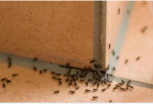 Photo of Αυτό πρέπει να κάνετε για να κρατήσετε τα μυρμήγκια μακριά από το σπίτι σας!