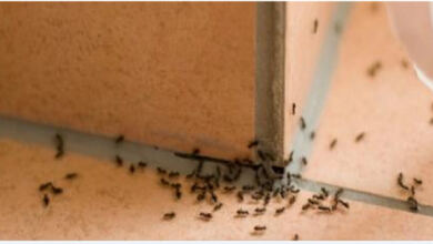 Photo of Αυτό πρέπει να κάνετε για να κρατήσετε τα μυρμήγκια μακριά από το σπίτι σας!