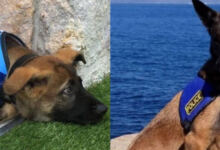Photo of Ένα πικρό αντίο: Έφυγε από την ζωή ο αστυνομικός σκύλος «Μίρκα» που υπηρέτησε το Β. Αιγαίο