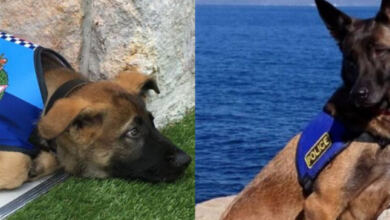 Photo of Ένα πικρό αντίο: Έφυγε από την ζωή ο αστυνομικός σκύλος «Μίρκα» που υπηρέτησε το Β. Αιγαίο