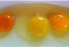 Photo of Ποιος από τους παρακάτω κρόκους αυγών σας φαίνεται πιο φυσιολογικός;