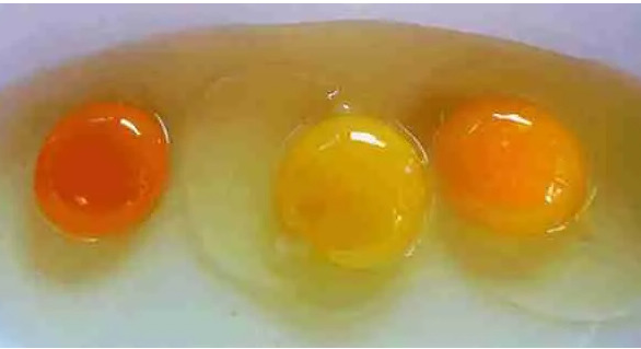 Photo of Ποιος από τους παρακάτω κρόκους αυγών σας φαίνεται πιο φυσιολογικός;