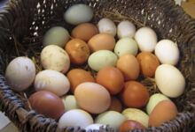 Photo of Πως θα γεννάνε οι κότες ασταμάτητα: Μυστικά διατροφής για περισσότερα αυγά!