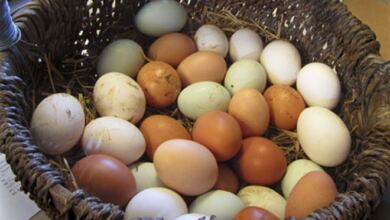 Photo of Πως θα γεννάνε οι κότες ασταμάτητα: Μυστικά διατροφής για περισσότερα αυγά!