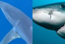 Photo of Φόβος και ανησυχία στις ελληνικές θάλασσες: Εμφανίστηκε καρχαρίας που είναι ταχύτατος και επιθετικός