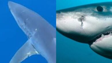 Photo of Φόβος και ανησυχία στις ελληνικές θάλασσες: Εμφανίστηκε καρχαρίας που είναι ταχύτατος και επιθετικός